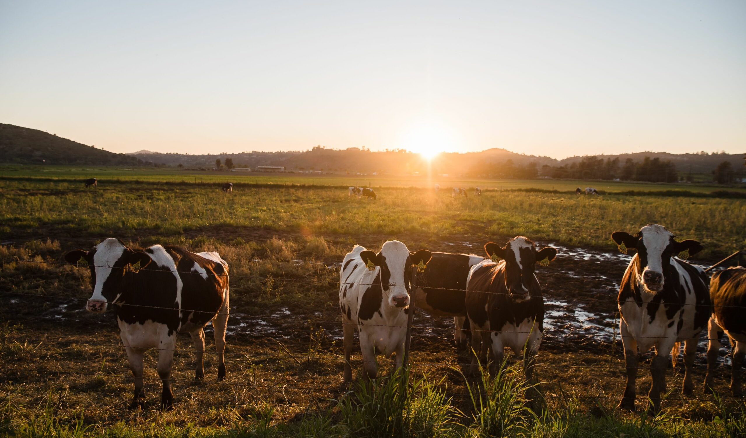 dairy farm