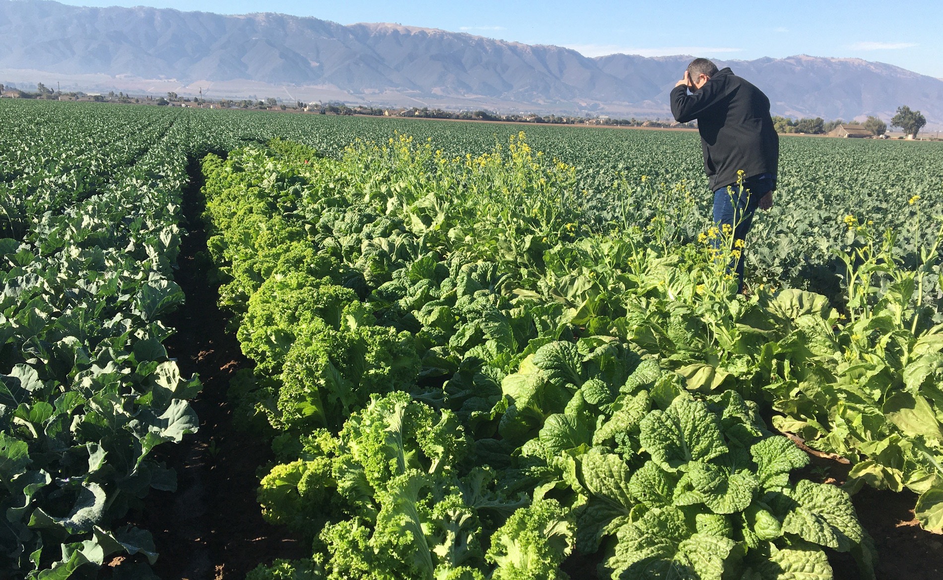 man working in field